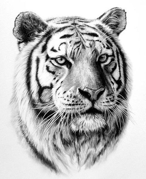 488x601 Tiger Drawing - Tiger Tattoo Drawing