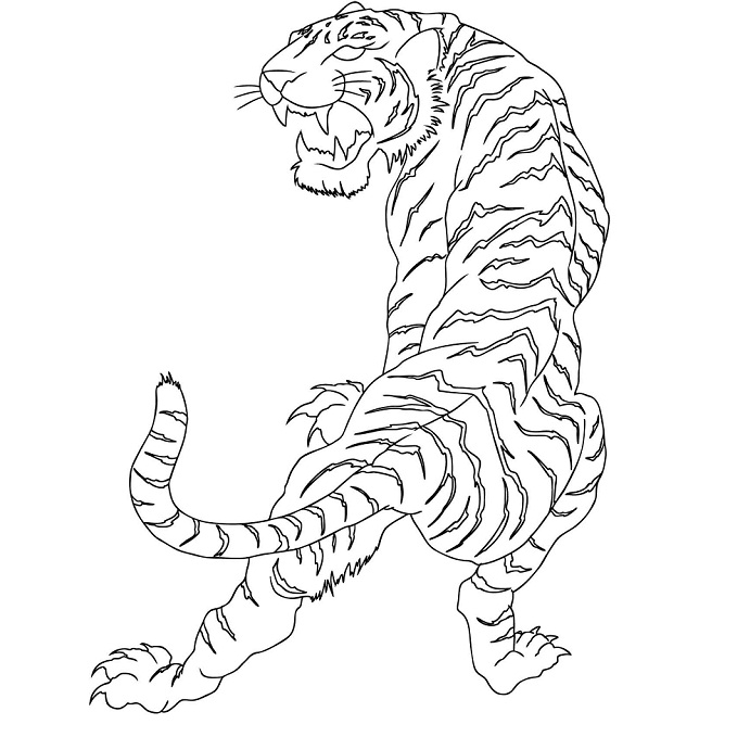 691x679 Tiger Tattoos Designs, Ideas And Meaning Tattoos For You - Tiger Tattoo Drawing