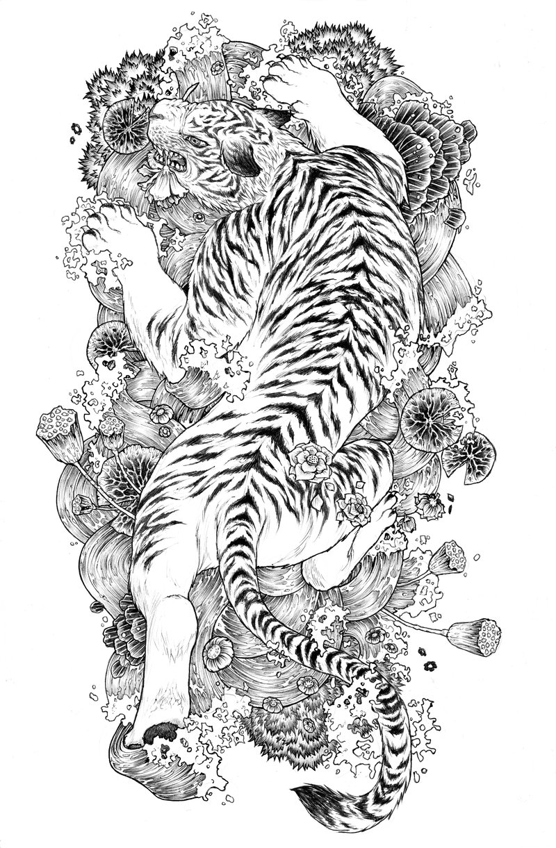 800x1221 White Tiger Tattoo Sketch - Tiger Tattoo Drawing