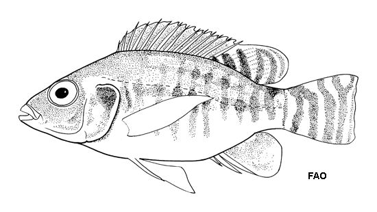550x310 fishsource - Tilapia Drawing