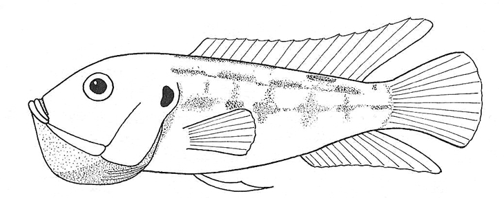 730x288 haplochromis multicolour tropical fish biological drawings - Tilapia Drawing