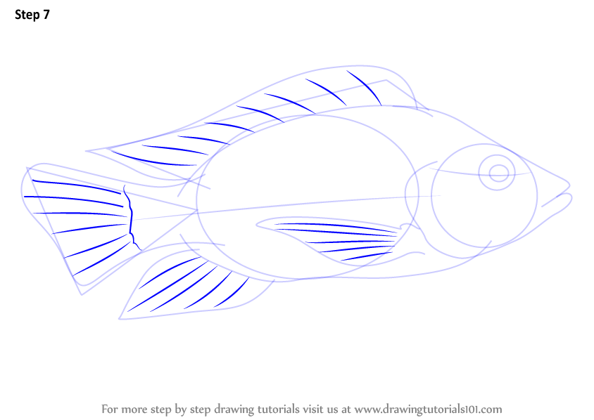 844x598 learn how to draw a tilapia - Tilapia Drawing