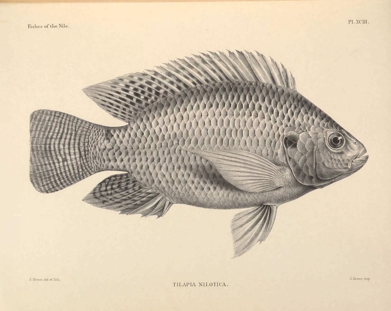 1280x1018 scientific illustration the nile tilapia, oreochromis niloticus - Tilapia Drawing
