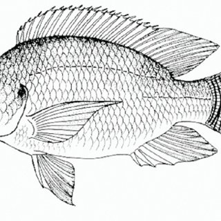 320x320 the nile tilapia - Tilapia Drawing