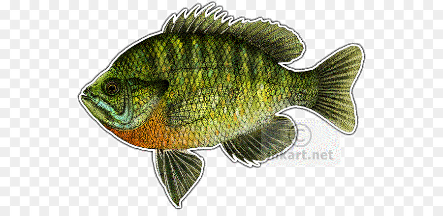 900x440 tilapia perch photograph bluegill - Tilapia Drawing
