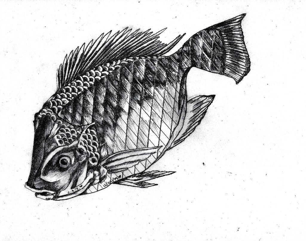 Tilapia Drawing at PaintingValley.com | Explore collection of Tilapia ...