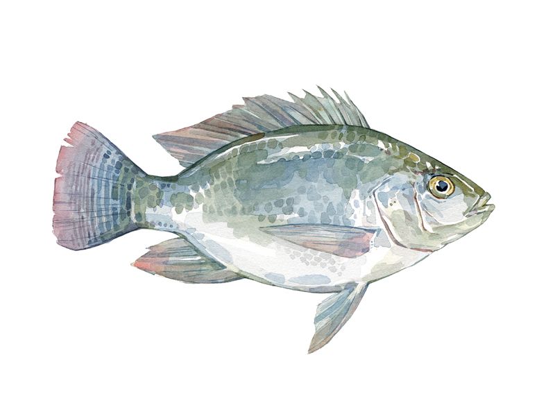 800x600 tilapia watercolor painting fish illustration for thalassa - Tilapia Drawing