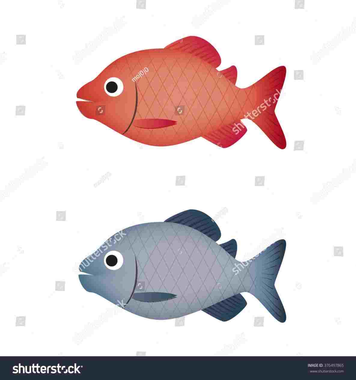 Tilapia Drawing at Explore collection of Tilapia