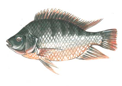413x291 tilapia drawing - Tilapia Drawing