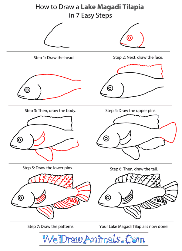 600x829 drawn fish lake drawing - Tilapia Fish Drawing