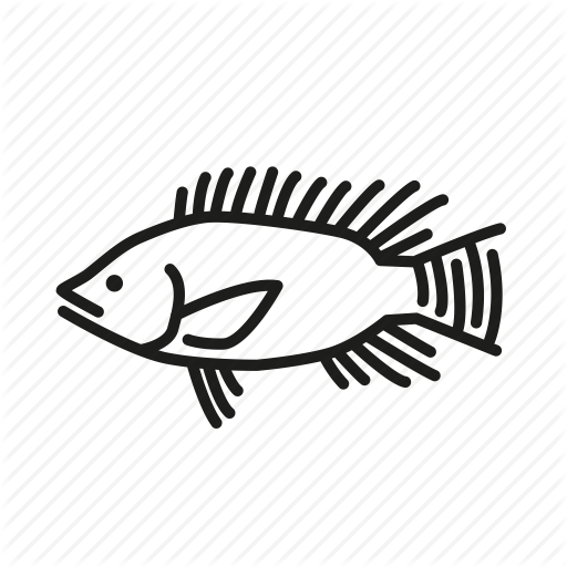 512x512 fish, fishes, fishing, ocean life, sea creature, tilapia icon - Tilapia Fish Drawing