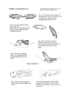218x300 fish tilapia biology teaching notes and drawings - Tilapia Fish Drawing