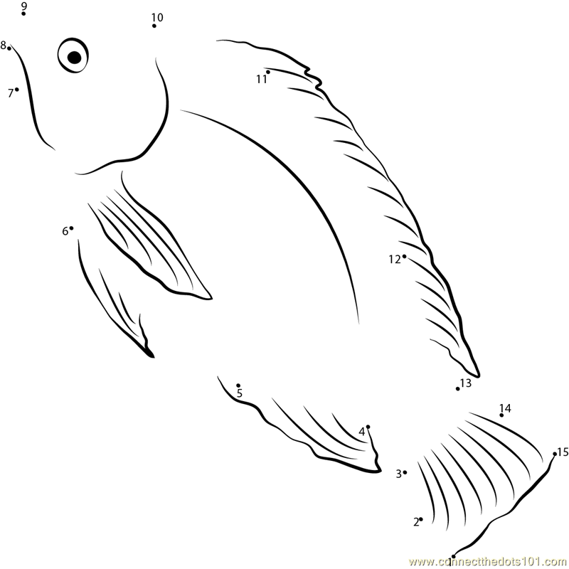 800x800 fresh water tilapia fish dot to dot printable worksheet - Tilapia Fish Drawing