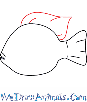 300x350 how to draw a tilapia - Tilapia Fish Drawing