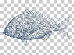 310x233 tilapia png cliparts for free download uihere - Tilapia Fish Drawing