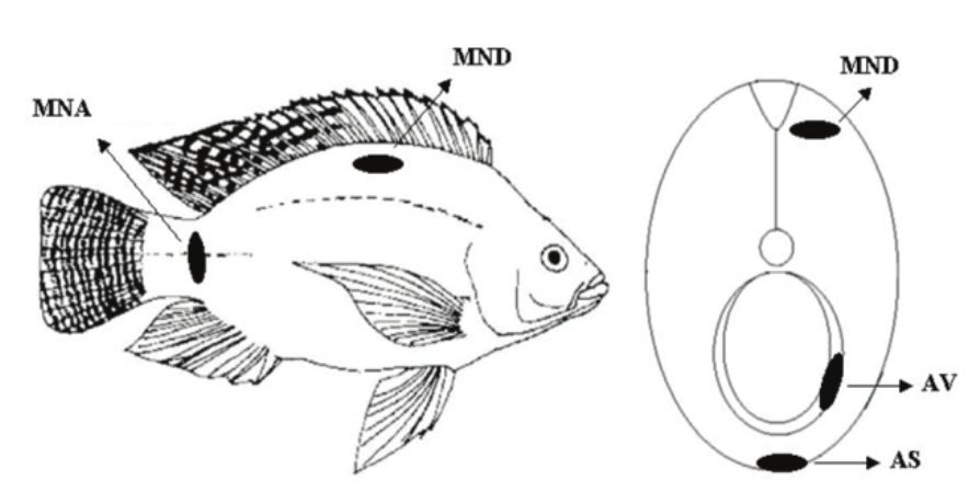 884x449 influence of rearing temperature on muscle growth and adipose - Tilapia Fish Drawing