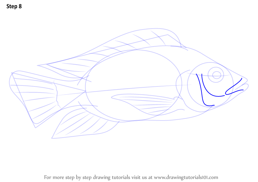 844x598 learn how to draw a tilapia - Tilapia Fish Drawing