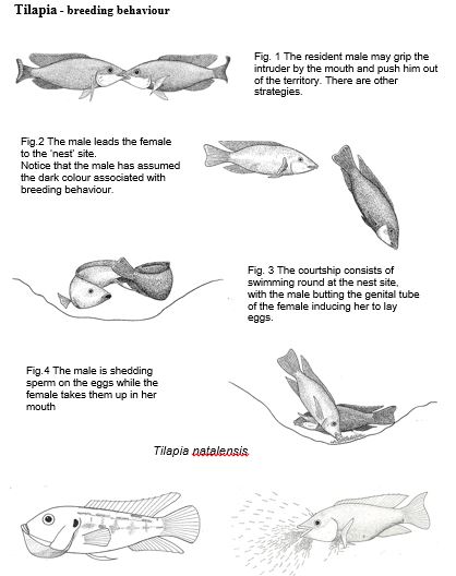 418x528 prt - Tilapia Fish Drawing