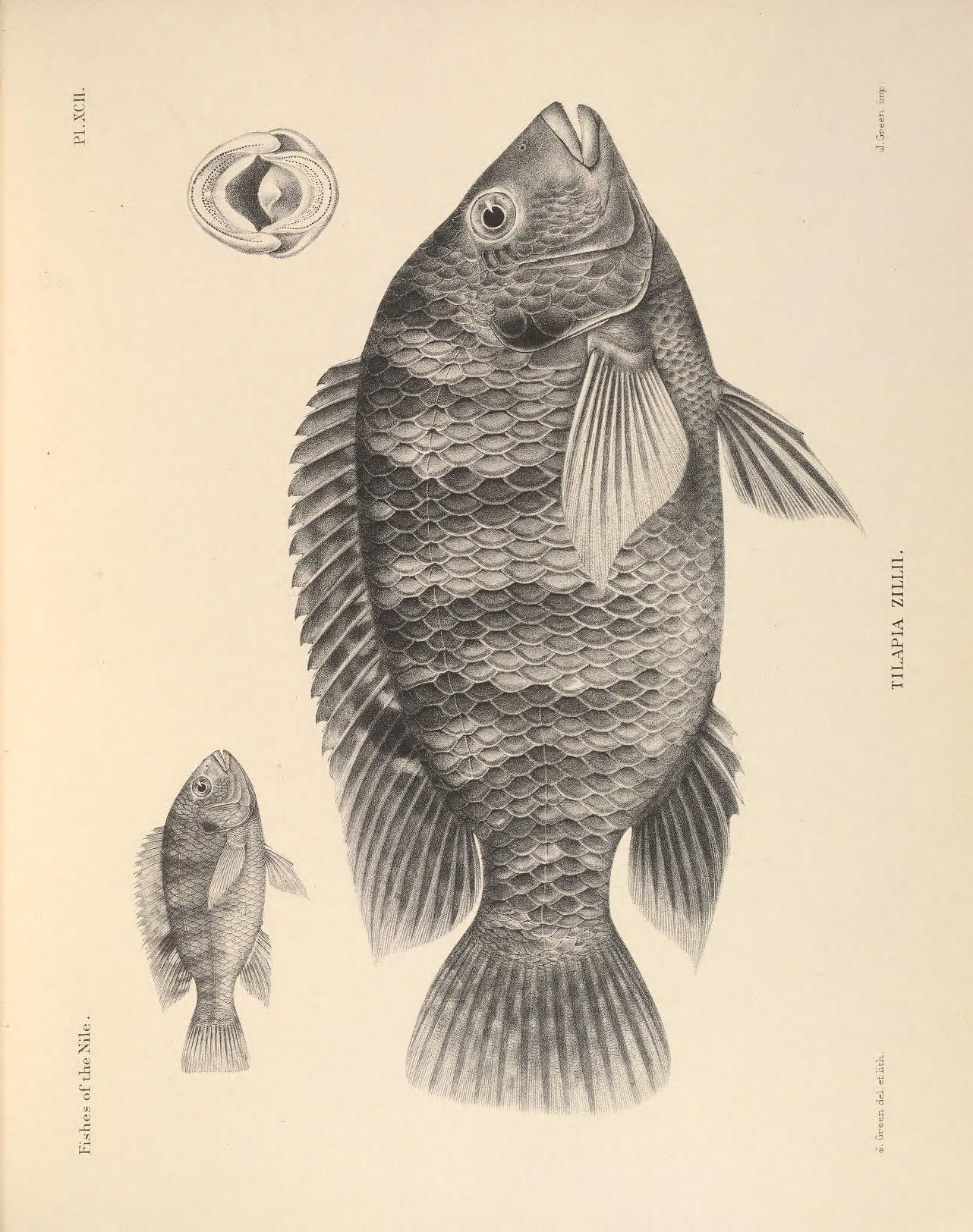 Tilapia Fish Drawing at Explore collection of