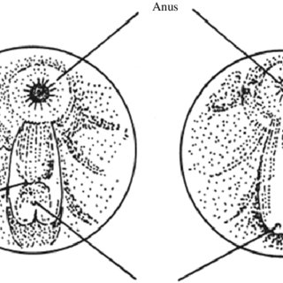 320x320 reproductive organ of male and female tilapia fish - Tilapia Fish Drawing