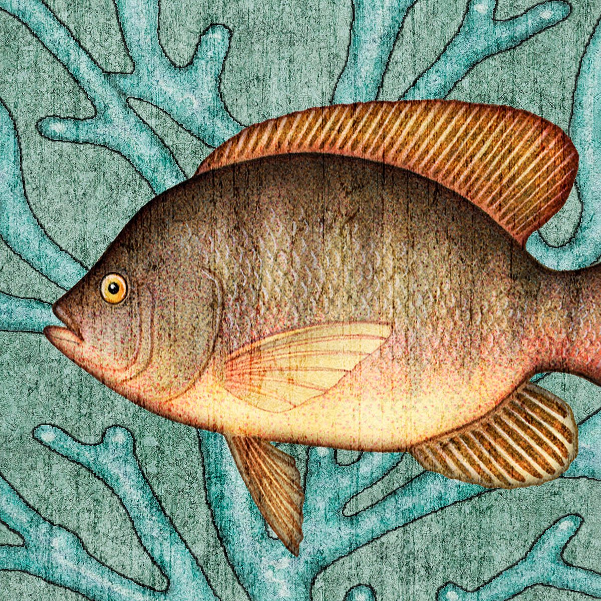 Tilapia Fish Drawing at Explore collection of