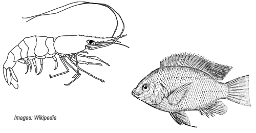 500x260 tilapia shrimp polyculture - Tilapia Fish Drawing