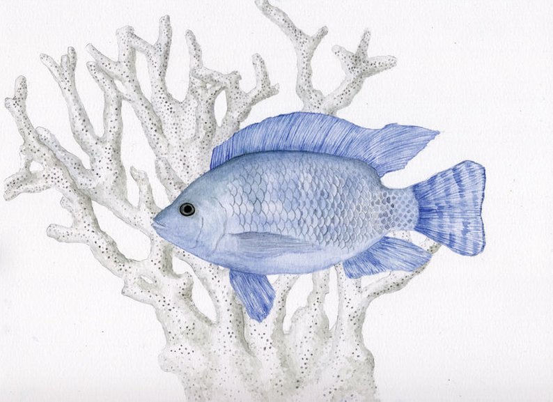 Tilapia Fish Drawing at PaintingValley.com | Explore ...