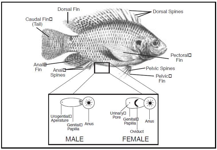 tilapia-fish-drawing-at-paintingvalley-explore-collection-of