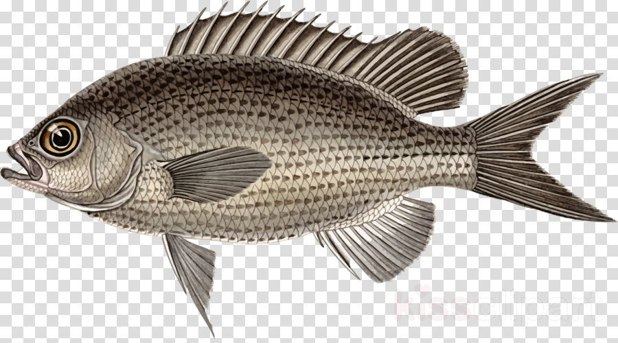 Tilapia Fish Drawing at Explore collection of