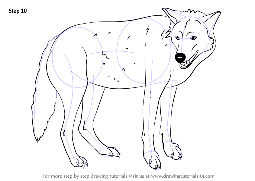 844x598 learn how to draw a timber wolf - Timber Wolf Drawing