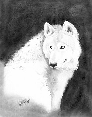 315x400 original pencil drawing of white timber wolf on x paper - Timber Wolf Drawing