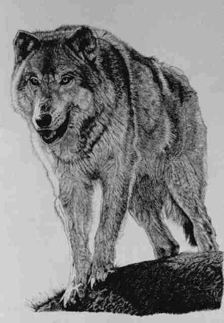 443x640 roberta ekman artwork timber wolf original drawing pen - Timber Wolf Drawing
