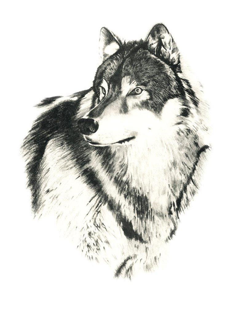 794x1020 timber wolf art print pencil drawing - Timber Wolf Drawing