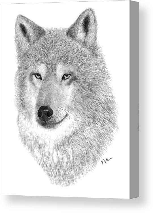 Timber Wolf Drawing at PaintingValley.com | Explore collection of ...