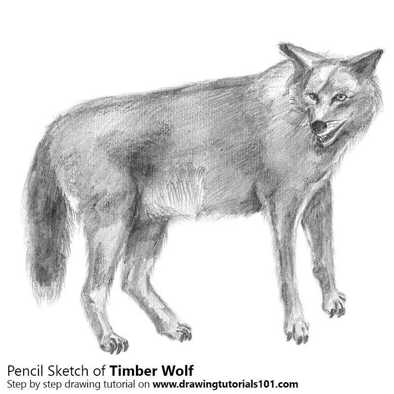 800x800 timber wolf pencil drawing - Timber Wolf Drawing