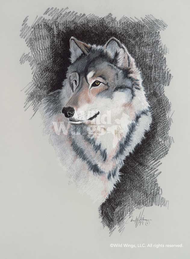 631x860 timberwolf original pastel drawing wild wings - Timber Wolf Drawing