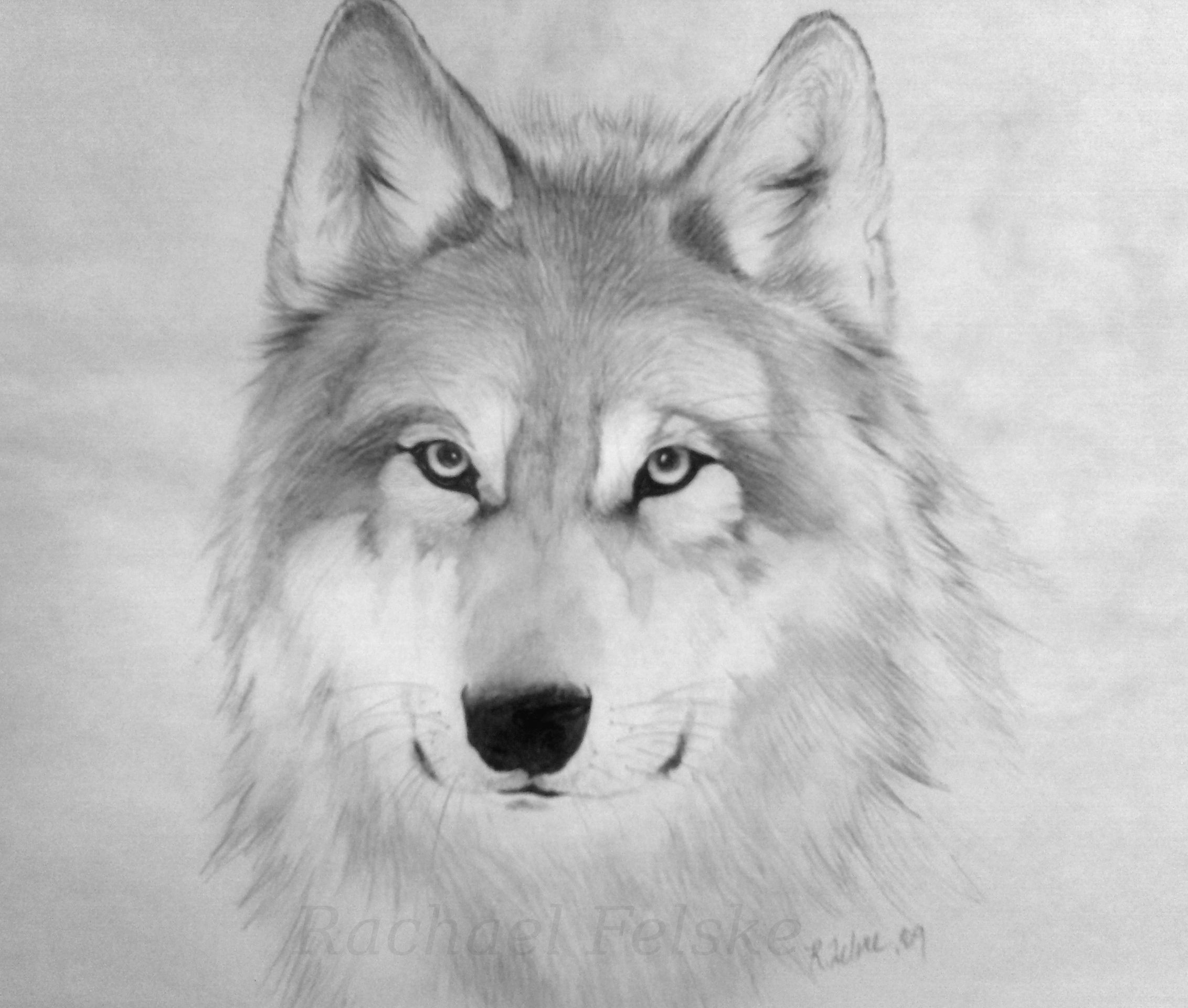 2264x1920 timber wolf drawing - Timber Wolf Drawing