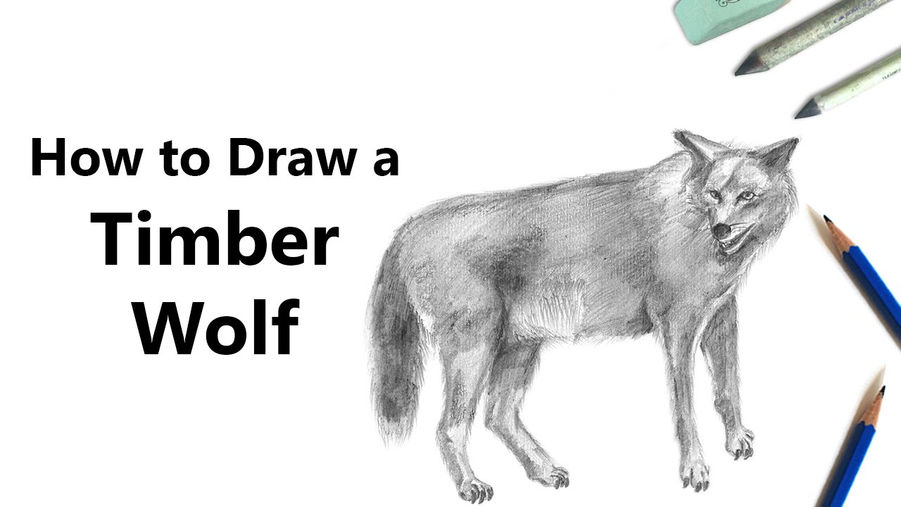 1280x720 how to draw a timber wolf with pencils - Timber Wolf Drawing
