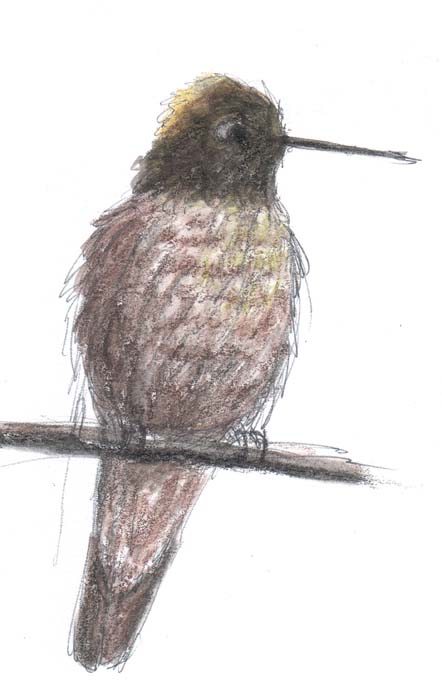 442x688 just around the corner mighty tiny bird - Tiny Bird Drawing