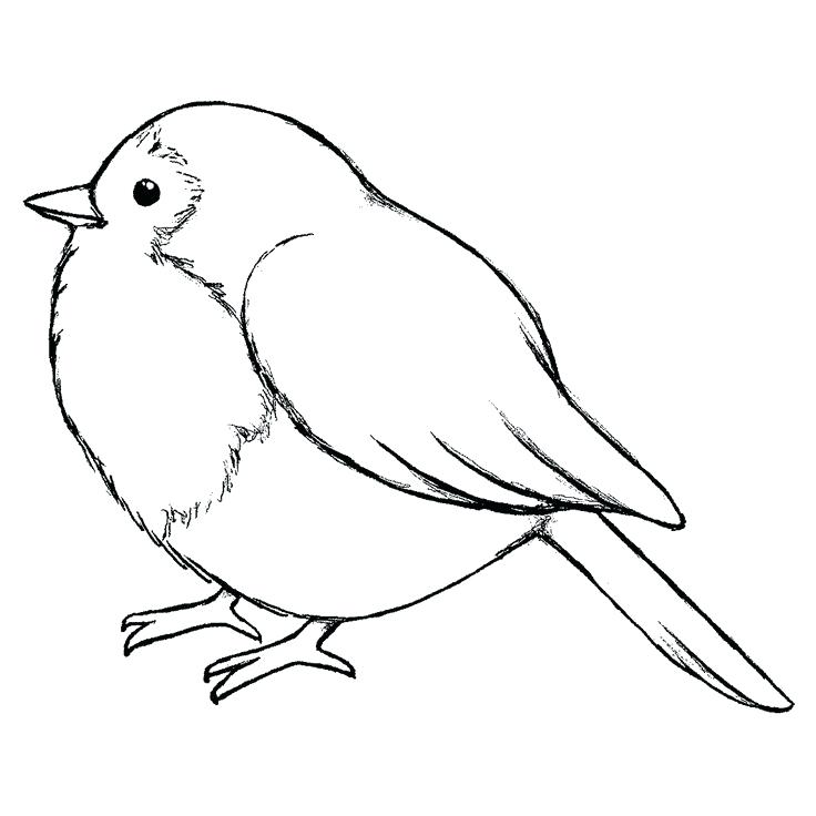 736x736 line drawing of a bird flying bird outline pictures - Tiny Bird Drawing