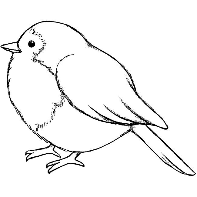 650x650 magenta a tiny bird cling stamps birds, canaries parakeets - Tiny Bird Drawing