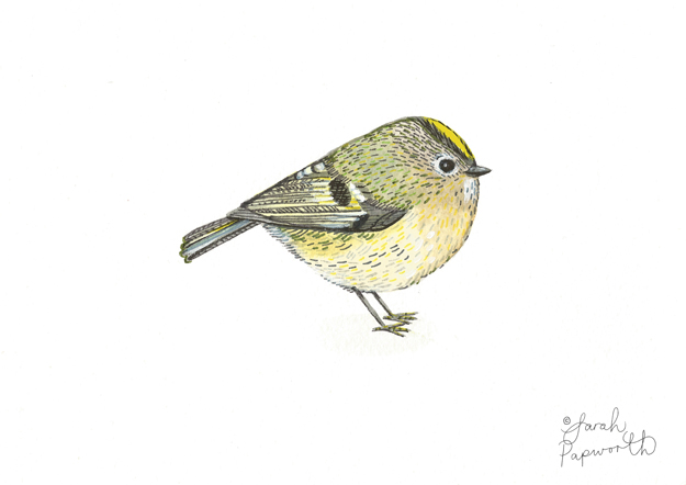 625x442 Sarah Beetroot Press - Tiny Bird Drawing