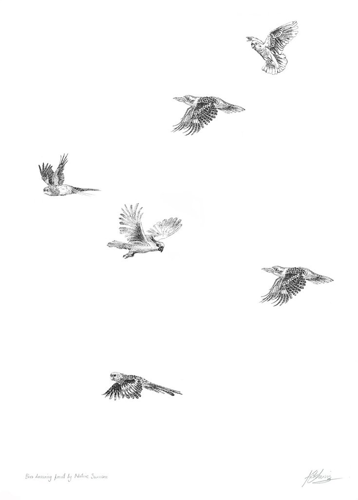 735x1024 teeny, tiny native birds native swinson - Tiny Bird Drawing