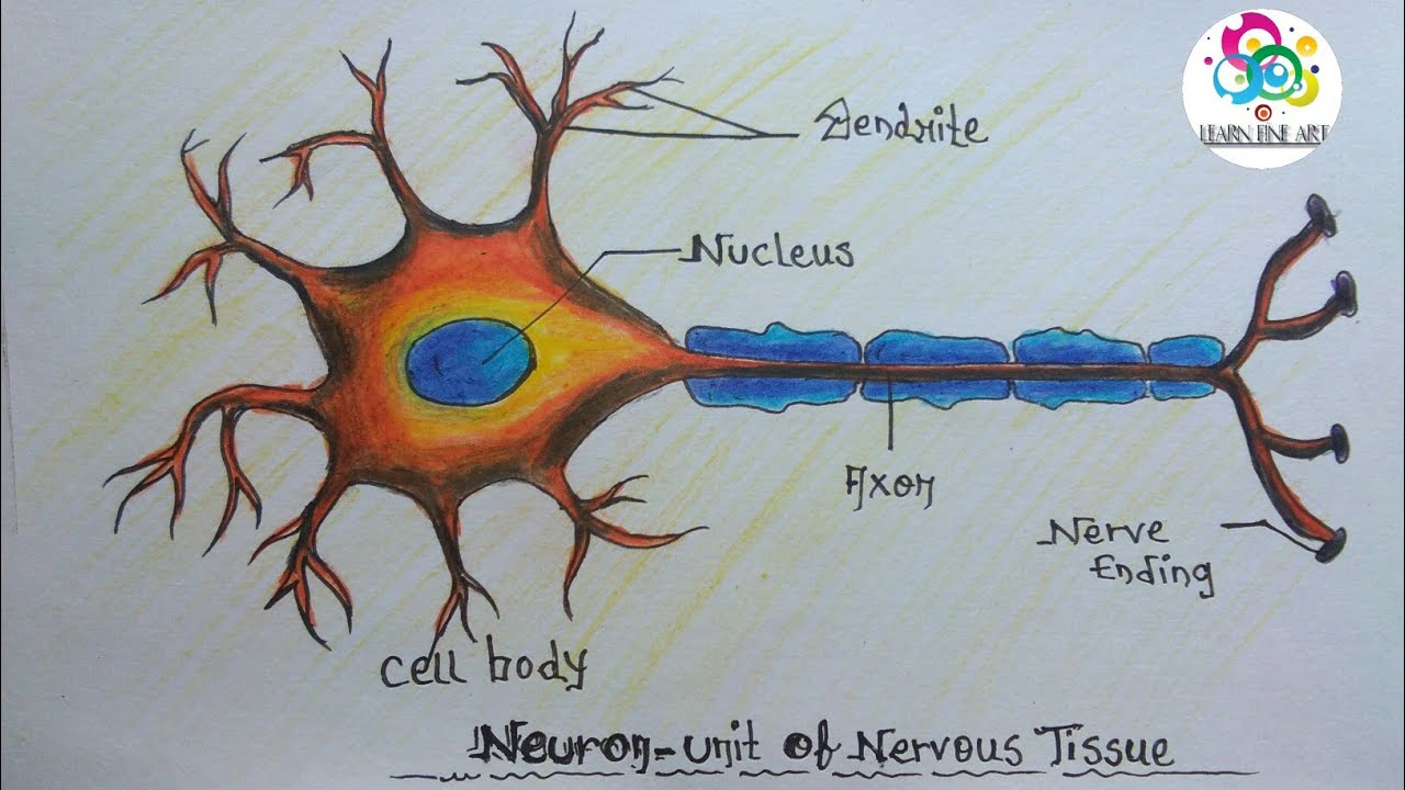 1280x720 How To Draw Neuron - Tissue Drawing