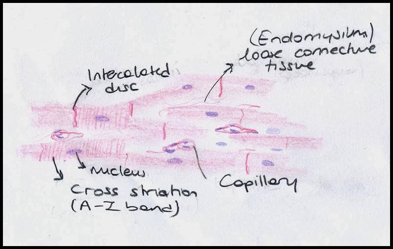 804x510 Muscle Tissue - Tissue Drawing