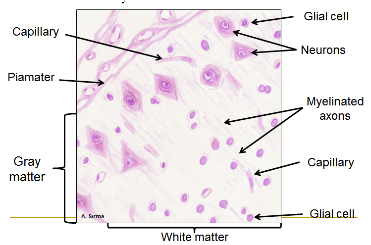 749x495 nervous tissue - Tissue Drawing