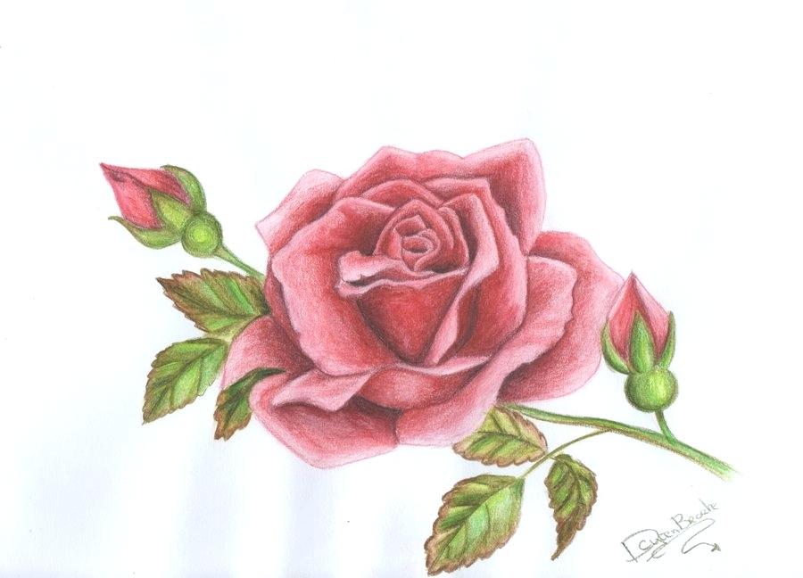 900x648 A Drawing Of A Rose Drawing Red Rose - Titanic Rose Drawing Real