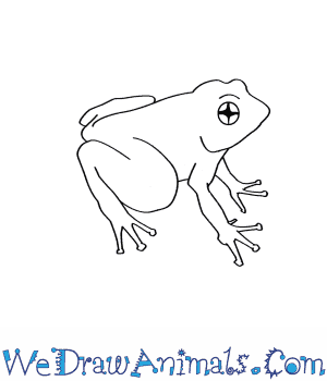 300x350 how to draw a rose's mountain toad - Toad Drawing
