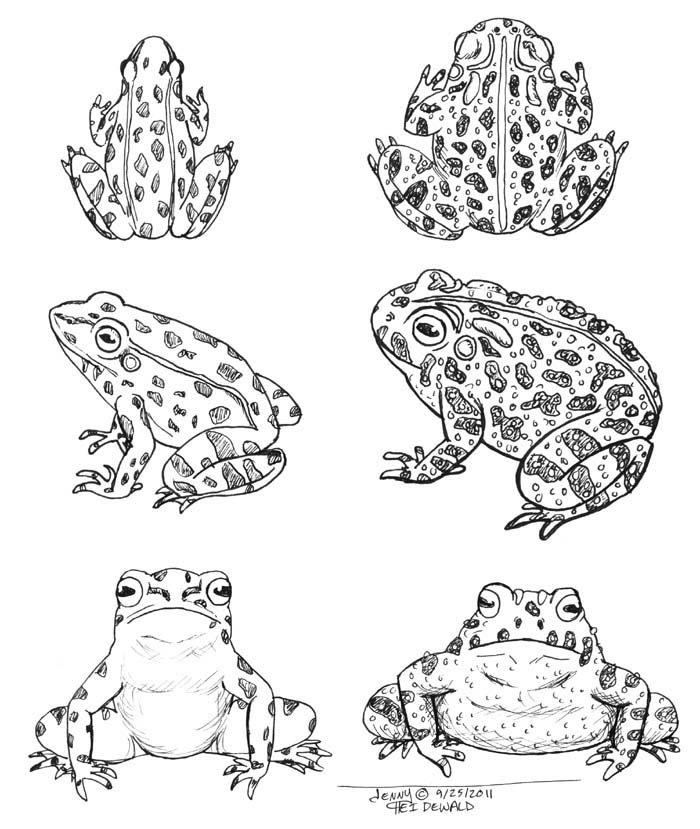 700x829 toad drawing african clawed frog for free download - Toad Drawing