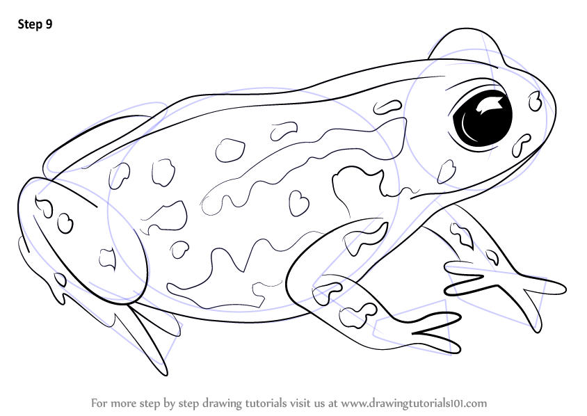 844x598 learn how to draw a cape mountain toad - Toad Drawing